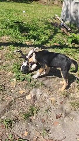 Two puppies are playing outdoors on a patch of dirt and sparse grass under sunlight. One puppy, black with tan markings, stands over another puppy, which is black and white and lying on its back. The black and white puppy is playfully biting at the standing puppy's front leg. The standing puppy responds by gently nudging and biting the black and white puppy's neck/face area. The black and white puppy kicks its legs playfully in the air. In the background, there are green bushes, some bare branches or pipes on the ground, and a light-colored tree trunk.
