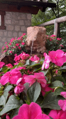 Pink impatiens and a trickling stone fountain in Molveno