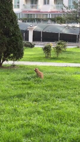 A short video shows a cat walking on a lawn. The cat is orange and walking toward a paved pathway. There are buildings in the background and trees and bushes scattered around the lawn. There are also a couple of benches in the background. The camera is focused on the cat and follows it as it walks.
