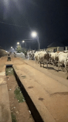 Cattle herd moves through Bukuru streets at twilight