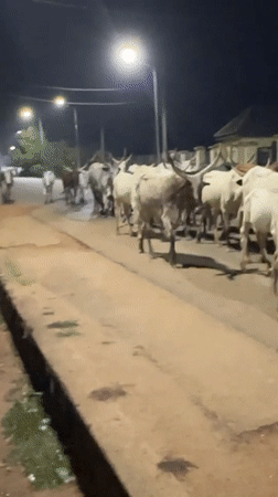 Cattle herd moves through Bukuru streets at twilight