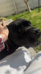 Person pets black Cane Corso dog in Bulgarian yard