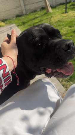 Person pets black Cane Corso dog in Bulgarian yard