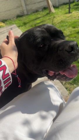 A person sits outside on a sunny day wearing white pants and a white hoodie with red lettering and an evil eye bracelet. The person pets a large, black Cane Corso dog. The dog stands with its head and shoulders near the person’s lap. The dog is panting happily, and closes its eyes and opens them as the person pets it. There is green grass and a white fence visible in the background.