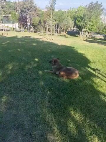 A dog is lying on a grassy lawn in a park. The dog is brown and tan and appears to be a medium-sized breed. The dog is looking to its left. There are trees in the background, some with wooden structures around their trunks. In the far background, there are buildings visible. The sun is shining, and there are shadows on the grass.