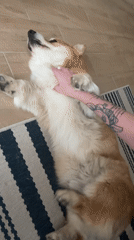 Pet owner documents corgi playtime, mountain views in Budva