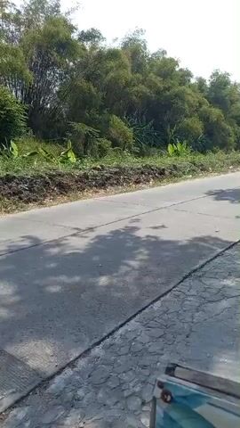 A person rides a dark colored scooter down a paved road. The scooter is moving away from the camera. The person is wearing a helmet. The road is lined with trees on the right side of the frame. The trees appear to be bamboo. The sky is bright and sunny, casting shadows on the road. The left side of the road has a rougher textured edge.
