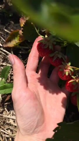 A hand is shown holding ripe strawberries on a vine. The background is blurred but appears to be a garden with dirt and leaves.