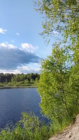 This is a video clip filmed outdoors, likely in a natural setting. The scene is dominated by a body of water, appearing to be a lake or a wide river, with gentle ripples on its surface. The water is a deep blue color, reflecting the sky.

Along the far bank of the water, there is a dense line of trees, forming a dark green barrier against the sky. The sky itself is a vibrant blue, with scattered white and gray clouds, suggesting a partly cloudy day. The sunlight is bright, casting a warm glow and creating reflections on the water, indicating it is likely daytime, possibly late morning or afternoon.

In the foreground, on the right side of the frame, there are tall green grasses and reeds growing along the bank. On the left side and top of the frame, the branches and leaves of a deciduous tree, likely a birch due to its light-colored bark which is visible in places, hang into the frame, framing the scene. The leaves are a lush green, suggesting it is summer or late spring.

There are no people or man-made objects prominently visible in the scene, emphasizing a natural and serene landscape. The overall mood is peaceful and tranquil, evoking a sense of calm and natural beauty. No visible text is present in the video.