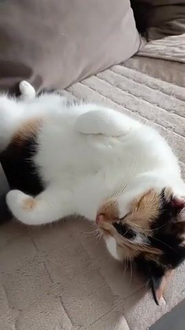 The video features a calico cat lying on its back on a textured, beige surface, likely a sofa or bed. The cat's fur is predominantly white with patches of black, orange, and brown. Its eyes are partially closed, and it appears to be relaxed or sleeping. The cat's paws are curled up towards its chest. The background is slightly out of focus, showing a neutral-colored cushion. The lighting suggests an indoor setting, possibly during the daytime given the brightness. No text is visible in the video. The overall mood conveyed is one of peacefulness and comfort.