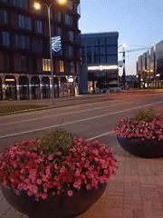 Street flowers and cat graffiti in Tallinn