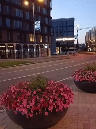 Street flowers and cat graffiti in Tallinn