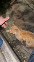 Orange tabby cat enjoys evening rest on Yerevan park bench