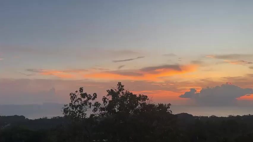 The video shows a scenic sunset over the ocean. The sky is a mix of orange, pink, and blue, with clouds scattered across the horizon. A dark green forest is in the foreground, with a single tree prominently silhouetted against the bright sky. A few birds are flying in the distance.