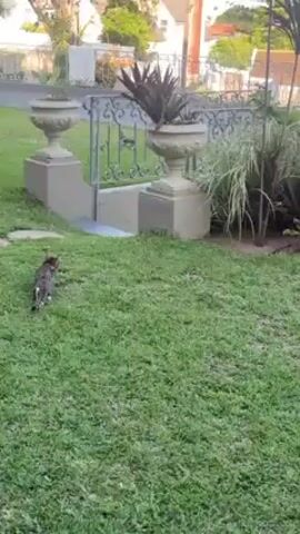 The video shows a cat walking across a green lawn towards a gate. The gate is flanked by two ornate planters on pedestals, one of which holds a spiky plant. Behind the gate, the sidewalk and street are visible. In the background, there are houses and trees, with a hint of early morning or late afternoon sunlight. The cat is mostly gray with darker stripes and a bushy tail.