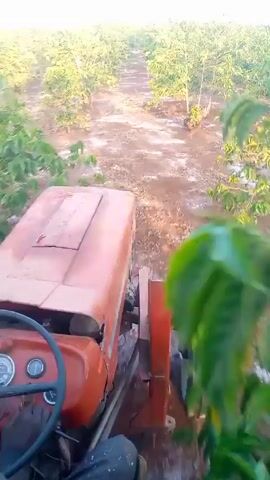 The video shows a first-person view from an orange tractor moving through a farm field. Rows of green plants line the path the tractor is taking, and white fertilizer appears to have been spread. The tractor has a visible steering wheel and dashboard with gauges. The person driving is wearing dark-colored pants and dark gloves. The sky is bright. The tractor's movement is stable and forward along a dirt path.