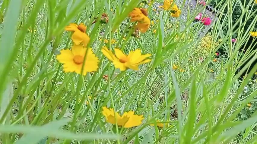 This is a video of a field of yellow flowers. The flowers are mostly yellow and some are brown and withered. The field is lush and green, with tall grass and other plants interspersed among the flowers. The video is filmed from a low angle, looking up into the flowers. The camera is moving slightly, giving the impression of a gentle breeze blowing through the field. The lighting is bright and natural, suggesting it is daytime. The video is likely intended to be peaceful and calming.