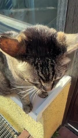 A close-up video features a brown tabby cat with green eyes and prominent white whiskers, sitting on a white windowsill under bright sunlight. The cat initially looks up and to the right, then turns its head to face the camera and lets out a wide yawn, exposing its teeth and tongue. Immediately after, a human hand enters the frame from the top right, offering a small, dark object, which the cat promptly eats. The cat then looks forward again. On the windowsill next to the cat, there is a small clear glass jar containing some dark contents. Outside the window, a blurred background of green foliage is visible. Below the windowsill, a textured yellow/light brown wall is present, and a metal grate can be seen in the bottom left corner. The scene occurs during daytime in Bad Bentheim, Germany.