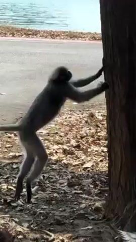 A monkey with a long tail climbs a tree on a sunny day. The trunk splits into two near the base, then further up, the branches are covered with green leaves. The tree is situated next to a road. In the background is a body of water. Another land mass can be seen in the distance.