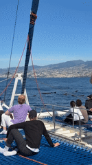 Dolphins and pilot whales spotted during catamaran tour off Portugal