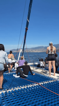 Dolphins and pilot whales spotted during catamaran tour off Portugal