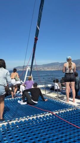 A group of people are on a catamaran, looking out at a pod of dolphins in the ocean. A city is visible in the background along a coastline. The sky is blue and clear. The catamaran has a blue net for seating, and a mast with a blue sail. Some of the passengers are taking pictures of the dolphins.