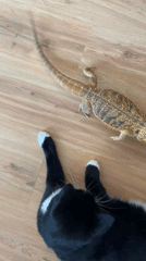 Cat and bearded dragon hang out on a wooden floor in Belarus