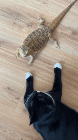 Cat and bearded dragon hang out on a wooden floor in Belarus