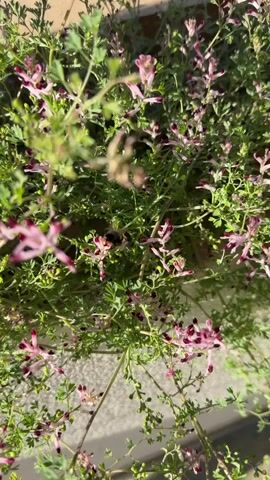 The video shows a bumble bee buzzing around a flowering plant. The plant has small, green leaves and tiny pink and purple flowers. The bee is black and yellow and appears to be gathering nectar from the flowers. The background is blurred, but it looks like the plant is growing in a garden or planter. The video is shot from above and is well-lit.