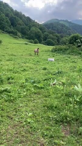 A lone brown horse grazes in a lush green meadow on a cloudy day. The horse is the primary subject in the middle ground of the image. Behind the horse, a white, rectangular object, possibly a feed trough or a marker, sits in the grass. The meadow slopes gently upward towards a dense forest that covers the side of a large hill. The background features rolling mountains also covered in trees, with dramatic, cloudy skies overhead. The light suggests it is either early morning or late afternoon. The overall scene is peaceful and idyllic, evoking a sense of nature and rural tranquility. No text is visible in the media file.