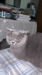 Gray Scottish Fold cat petted on plaid blanket in Sofia