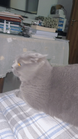 Gray Scottish Fold cat petted on plaid blanket in Sofia