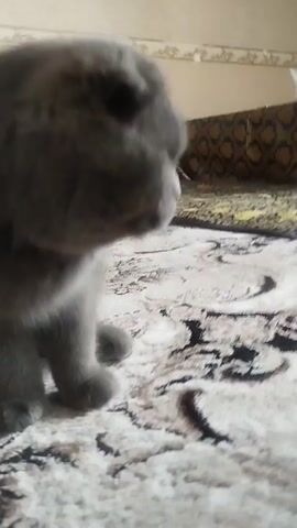 A gray cat with orange eyes sits on a patterned rug. The cat licks its nose.