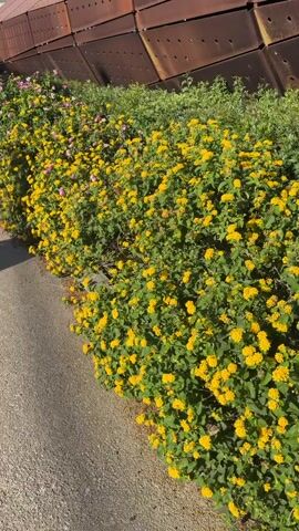 A close-up view of a blooming lantana bush with yellow and pink flowers. The bush is dense with green foliage and appears to be growing alongside a paved pathway. In the background, a rusty-colored metal structure is visible, possibly part of a fence or architectural element. The lighting suggests it is daytime.