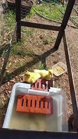 Two yellow ducklings are visible in a shallow pool of water. One duckling is standing and looking towards the right, while the other is lying down. The pool is a clear plastic container with two bricks submerged in the water. One brick is horizontal and the other is vertical, forming a platform for the ducklings. There is a bowl of feed to the right of the pool. The scene appears to be outdoors, with grass and dirt visible. A metal structure with wire mesh is in the background. The lighting suggests it is daytime.
