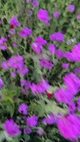 The video displays a large, vibrant field of purple flowers and green foliage. The camera slowly pans across the expansive area, showcasing the dense clusters of magenta-hued blossoms. The flowers appear to be small and numerous, carpeting the ground. In the background, distant green trees, a fence, and what appear to be structures or buildings can be seen under a soft, possibly overcast, sky. The setting is an outdoor landscape, likely a garden or natural field in West Vancouver, Canada, during daytime, possibly early morning or late afternoon. No people or visible text are present.