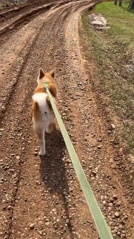 The video shows a medium-sized, tan and white Shiba Inu walking on a dirt road. The dog is on a green leash and the camera follows behind as it moves forward. The road is rutted and uneven with small rocks. On either side of the road, there is grass and trees in the background. The dog barks at one point. The weather appears sunny.