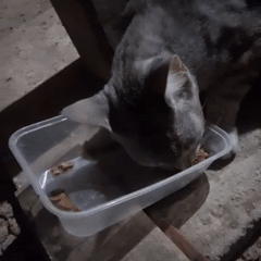 Kittens on a blue tarp, cats eating, chess mid-game
