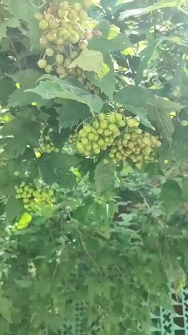 The video displays a close-up shot of a tree with green leaves and clusters of small, green berries. The berries are round and appear to be growing in bunches. The lighting suggests it is daytime, possibly outdoors, with sunlight filtering through the leaves. The camera seems to be panning slightly, showing different angles of the branches and berries. There are no people or animals visible in the frame. The background is slightly blurred, but it appears to be more foliage and possibly some fencing.