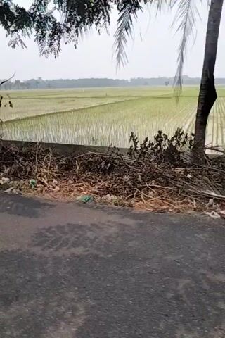 The video is filmed from a moving vehicle, possibly a car or motorcycle, with a side-facing perspective. It captures a rural landscape featuring a rice paddy field and a road. The field appears to be recently harvested or in a dry state, with visible rows of stubble. A tree with dark foliage is visible on the left side of the frame, and on the right, a portion of the road is shown, along with a grassy verge and some dry leaves. Further down the road, a motorcycle with a rider is briefly visible performing a wheelie, indicating a dynamic and perhaps playful interaction with the environment. The sky is overcast, suggesting a cloudy or misty day. In the distance, a small building or house can be seen near the edge of the field. The overall impression is one of an open, agricultural setting with a moment of lighthearted action.
