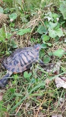 A red-eared slider turtle is walking through tall grass and leafy vegetation. Its shell is dark with green and yellow stripes. The turtle's head is visible, with its distinctive red markings behind the eyes. The ground is covered in a mix of dry leaves, dirt, and green plants. The lighting suggests it is daytime.