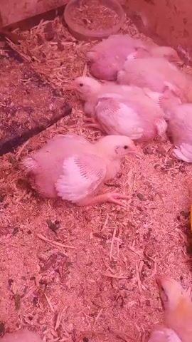 The video shows a close-up view of several young chicks, likely broiler chickens, resting on a bed of wood shavings in an enclosure. The lighting appears to be artificial, casting a purplish hue over the scene. In the background, there is a yellow plastic feeder. Some chicks are lying down, while others are sitting up. One chick in the foreground is facing the camera, while others are partially obscured. The chicks have yellow and white downy feathers and appear to be healthy.