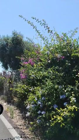 A static, first-person, forward-facing shot shows a road with a white line on the left side. Trees and bushes line the right side of the road. A stop sign is visible on a pole to the right of the road. Pink flowers are also visible. The sky is clear and blue. The camera appears to be moving slowly.