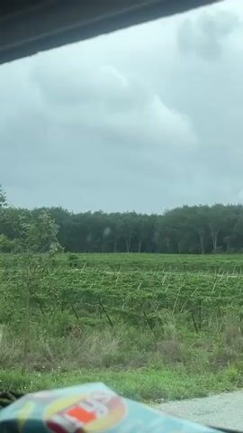 The video captures a view from inside a moving vehicle, looking out through a window at a rural landscape. In the foreground, a vast green field is visible, cultivated with crops arranged in rows and supported by trellises or stakes, suggesting a vineyard or a similar agricultural plantation. Beyond this field, a dense line of tall, leafy trees forms a thick forest or plantation, stretching across the horizon under an overcast sky. The overall weather appears cloudy during the daytime. Partially visible in the bottom left corner, inside the vehicle, is a blue bag of Lay's potato chips. The scene depicts a journey through a green, agricultural area, consistent with the provided location context of Tân Cảnh, Vietnam. The sounds suggest the vehicle is in motion.