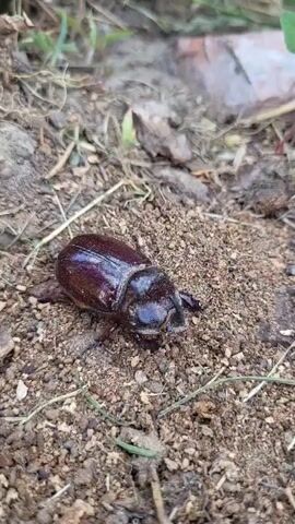 A close-up, ground-level shot focuses on a dark, iridescent rhinoceros beetle on dry, dusty soil. The beetle, which appears to be a female due to the absence of prominent horns, has a glossy, segmented exoskeleton and six visible legs. It is positioned slightly off-center, with its head facing towards the right of the frame. The surrounding ground is a mix of soil, small pebbles, and dry grass. In the blurred background, there are hints of greenery and what appears to be a broken piece of brick or stone. The lighting suggests it is daytime, with natural light illuminating the scene. The overall impression is a snapshot of nature, highlighting the intricate details of the insect in its natural environment. No text is visible in the frame.