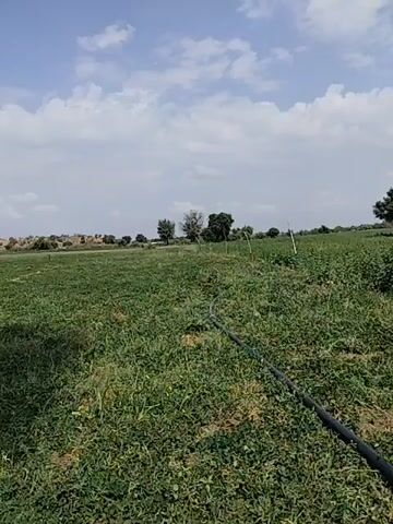 The video shows a drone flying over an agricultural field on a sunny day. The field is planted with green crops. A black irrigation pipe runs through the field. In the distance, there are trees and a building. The sky is blue with some white clouds. In some shots, a large brown clay pot is visible in the field.