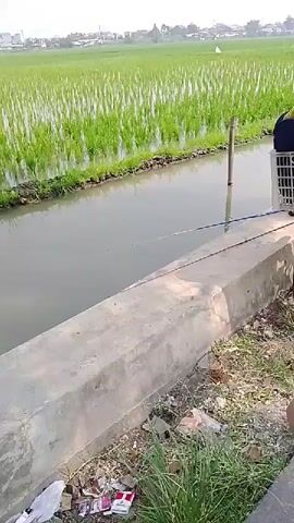 The video shows a rural scene with a person sitting by a tree next to a rice paddy. A bicycle with a basket is parked nearby. The basket contains several bags. The person is wearing a hooded sweatshirt and appears to be smoking. The rice paddy is lush and green, with a narrow canal running alongside it. The sky is overcast.