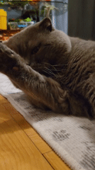 Grey cat spends quiet evening grooming and resting indoors