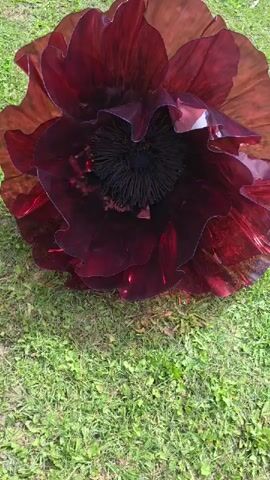 A close-up, downward-angle shot shows a large, artificial, dark red flower with a black center resting on green grass. The flower's petals are translucent and appear to be made of plastic or acrylic, with ruffled edges. Light reflects off the petals, highlighting their sheen. The grass is somewhat patchy and appears to be outdoors. There is no movement in the video.