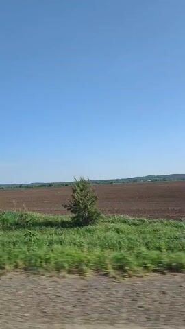 The video shows a roadside scene under a bright blue sky. The camera is likely moving, as the foreground of green grass and a gray, asphalt-like surface is blurred. A cluster of evergreen trees is visible, with a brown field appearing in the background on the right. The field seems to be tilled, and there might be a building visible in the distance, but it is not clear. The video is stable, but the movement suggests it was taken from a car or other vehicle.
